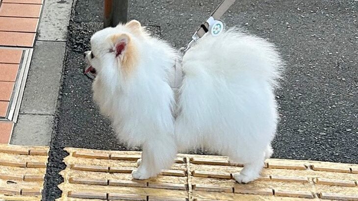 いつも散歩中に通るセブンイレブン→なぜか犬が…1回も入ったことがないのに見せた『常連のような光景』に1万いいね「可愛い」「匂いかな？」(ブログ)
