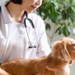 動物病院でどうやって犬を抑えてる？プロが行う『保定』の裏側とは【獣医が解説】(ブログ)
