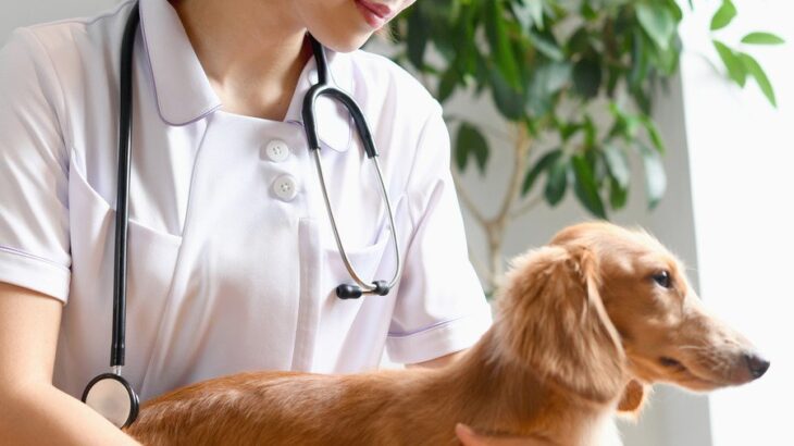動物病院でどうやって犬を抑えてる？プロが行う『保定』の裏側とは【獣医が解説】(ブログ)