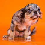 犬が『怯えるようになってしまう』原因5選　飼い主が愛犬を不安にさせていることも…(ブログ)