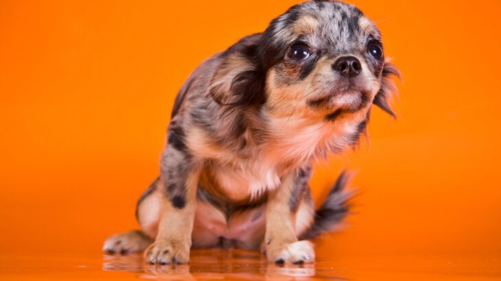 犬が『怯えるようになってしまう』原因5選　飼い主が愛犬を不安にさせていることも…(ブログ)