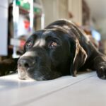 犬が『自信をなくす』飼い主の絶対NG行為4選　心が折れてしまったワンコはどんな行動みせるの？(ブログ)