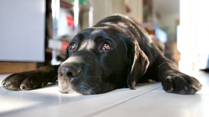 犬が『自信をなくす』飼い主の絶対NG行為4選　心が折れてしまったワンコはどんな行動みせるの？(ブログ)