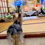 亡くなったおばあちゃんの仏壇の前で、犬が突然…思わず涙する『まさかの行動』が35万再生「絶対わかってる」「泣いてるようにも見える…」(ブログ)