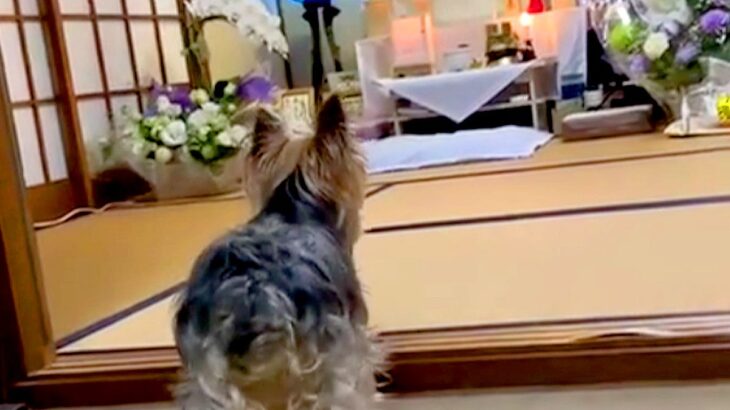 亡くなったおばあちゃんの仏壇の前で、犬が突然…思わず涙する『まさかの行動』が35万再生「絶対わかってる」「泣いてるようにも見える…」(ブログ)
