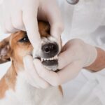 その歯、放っておくと危険！犬の『歯周病』を予防・改善する方法とは【獣医が解説】(ブログ)