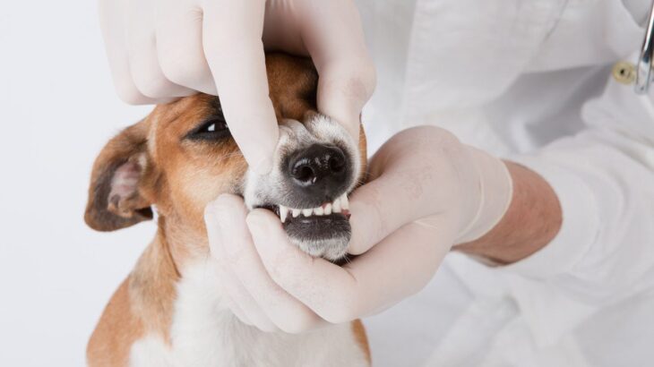 その歯、放っておくと危険！犬の『歯周病』を予防・改善する方法とは【獣医が解説】(ブログ)