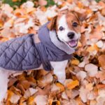 『洋服を着せた方がいい』犬種3選　服が役立つシーンや着せるときの注意点まで(ブログ)