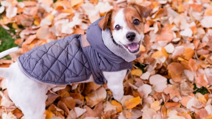 『洋服を着せた方がいい』犬種3選　服が役立つシーンや着せるときの注意点まで(ブログ)
