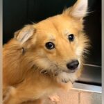 人間に怯え、ブルブル震えていた元保護犬→家族として愛情をたくさん与えた結果…別犬かと思うほどの『表情の変化』に反響　素敵な笑顔に思わず涙(ブログ)