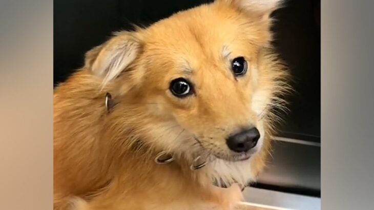 人間に怯え、ブルブル震えていた元保護犬→家族として愛情をたくさん与えた結果…別犬かと思うほどの『表情の変化』に反響　素敵な笑顔に思わず涙(ブログ)