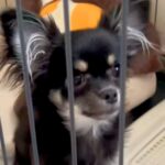 『最年長になっていた売れ残り犬』と出会った結果→即決でお迎えをして…『１ヶ月後の光景』に思わずほっこり「待ってたんだ」「絶対幸せ」と反響(ブログ)