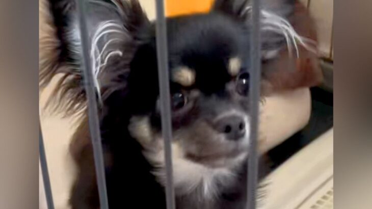 『最年長になっていた売れ残り犬』と出会った結果→即決でお迎えをして…『１ヶ月後の光景』に思わずほっこり「待ってたんだ」「絶対幸せ」と反響(ブログ)