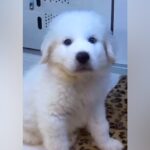 白くてモッフモフな『超大型犬の赤ちゃん』→尊い成長を遂げた『ビフォーアフター』が話題「可愛いが止まりません」と絶賛の声も(ブログ)