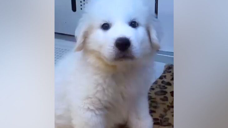 白くてモッフモフな『超大型犬の赤ちゃん』→尊い成長を遂げた『ビフォーアフター』が話題「可愛いが止まりません」と絶賛の声も(ブログ)