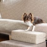 犬が骨折する『高さ』はどれぐらいなの？ケガの要因となる室内環境とは(ブログ)