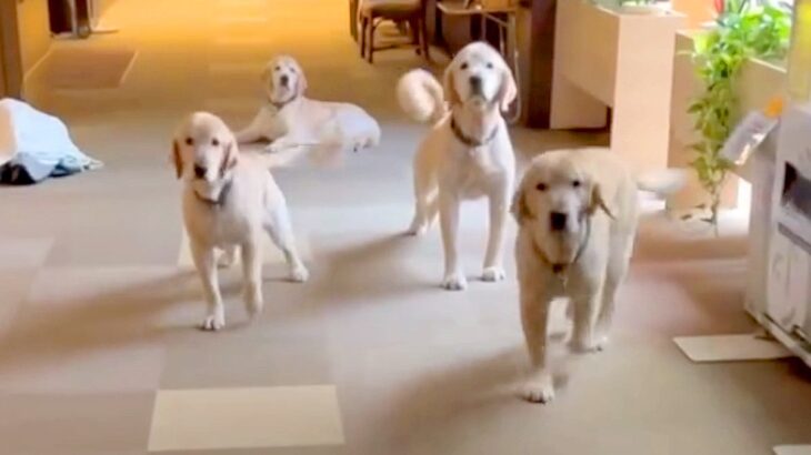 老人ホームで働くセラピー犬たちのお出迎え→昔は大歓迎してくれたのに…まさかの『現在の光景』に反響「どっちも最高ｗ」「可愛すぎる」(ブログ)