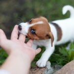 犬が咬みつく強さにはレベルがある？6段階に分けられた違いや危険な仕草をご紹介(ブログ)