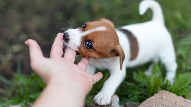 犬が咬みつく強さにはレベルがある？6段階に分けられた違いや危険な仕草をご紹介(ブログ)