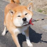 犬が『散歩を嫌いになる』4つの原因　好きになってもらう方法はある？適切な対処法とは(ブログ)