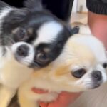 家に帰ったら、ドアの前で2匹の小型犬が『熱烈大歓迎』→嬉しくなりすぎて…まさかの様子に反響「微笑ましい」「おもしろ可愛いｗ」(ブログ)