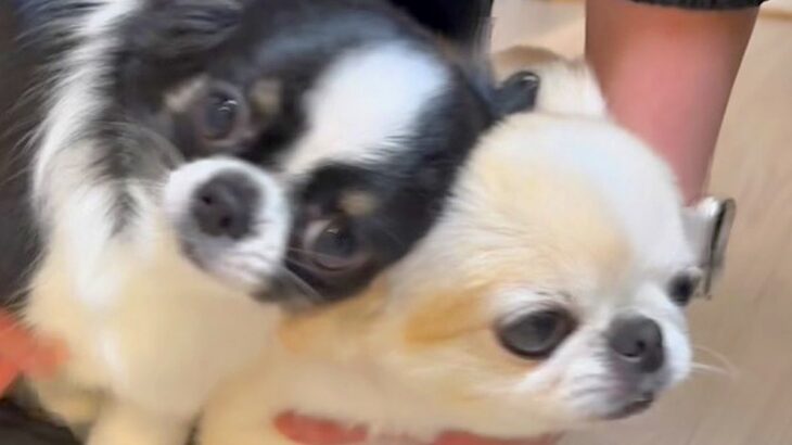 家に帰ったら、ドアの前で2匹の小型犬が『熱烈大歓迎』→嬉しくなりすぎて…まさかの様子に反響「微笑ましい」「おもしろ可愛いｗ」(ブログ)