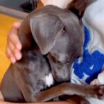 甘噛みを何度もした犬→お母さんが叱った結果…思わず許してしまう『猛反省する光景』が67万再生「小さな子供みたいｗ」「怒れないｗｗ」と反響(ブログ)