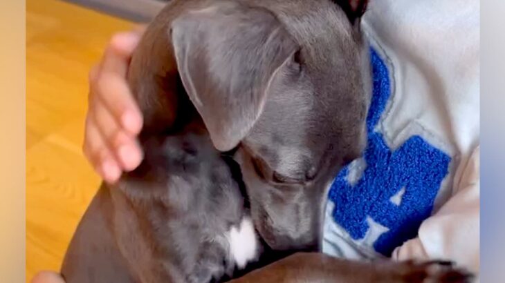 甘噛みを何度もした犬→お母さんが叱った結果…思わず許してしまう『猛反省する光景』が67万再生「小さな子供みたいｗ」「怒れないｗｗ」と反響(ブログ)
