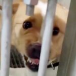 『人に噛みついていた保護犬』に寄り添い続けた結果…４ヶ月後→同じ犬とは思えない『泣ける変化』が10万再生「顔つきが違う」「素晴らしい」(ブログ)