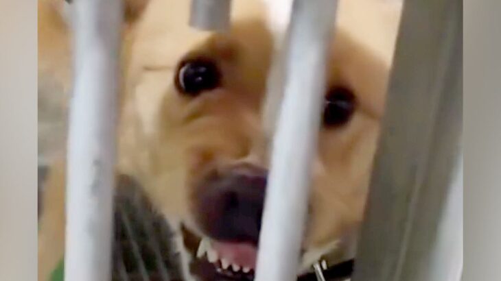 『人に噛みついていた保護犬』に寄り添い続けた結果…４ヶ月後→同じ犬とは思えない『泣ける変化』が10万再生「顔つきが違う」「素晴らしい」(ブログ)