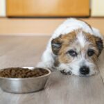 愛犬が『ご飯を残してしまう』原因5つ　急に食べなくなったのはなぜ？飼い主ができる改善策まで(ブログ)