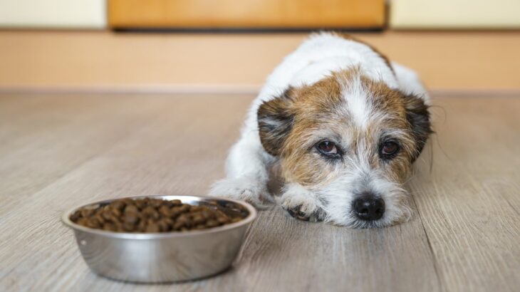 愛犬が『ご飯を残してしまう』原因5つ　急に食べなくなったのはなぜ？飼い主ができる改善策まで(ブログ)