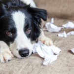 愛犬が『不安を感じている』ときにみせるサイン５つ　安心してもらうためのコツや注意点をご紹介(ブログ)