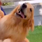 『大好きな植木屋さん』が家に来たら、大型犬が大喜びして…もはや仕事にならない『イチャイチャタイム』が9万再生「幸せそう」「素敵な関係」(ブログ)