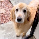 泥んこになって帰宅した大型犬→『待って！』と声をかけた結果…絶対に叱れない『可愛すぎる反応』が36万再生「やりきった顔が良いｗ」と反響(ブログ)