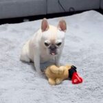 人形を勢いよく振り回した犬→『動かなくなってしまった』と勘違いして…まさかの『1時間後の光景』が176万再生「優しい子」「反省してる」(ブログ)