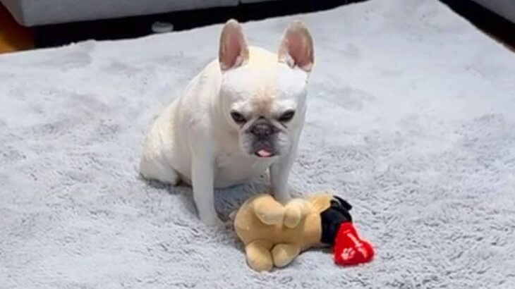 人形を勢いよく振り回した犬→『動かなくなってしまった』と勘違いして…まさかの『1時間後の光景』が176万再生「優しい子」「反省してる」(ブログ)
