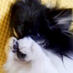 『限りなく小動物に近い』と言われた犬→仕草を観察した結果…とんでもなく可愛い『まさかの行動』に1万いいね「ハムスターかな？ｗ」「天使」(ブログ)