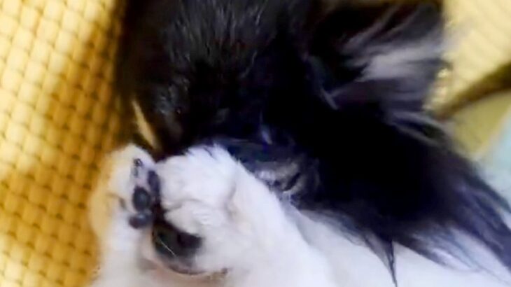 『限りなく小動物に近い』と言われた犬→仕草を観察した結果…とんでもなく可愛い『まさかの行動』に1万いいね「ハムスターかな？ｗ」「天使」(ブログ)