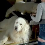 車のうしろに乗っている2匹の超大型犬→降ろそうとすると…絶望的すぎる『まさかの態度』が367万再生「笑ったｗ」「子供以上に手がかかるｗ」(ブログ)