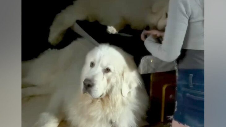 車のうしろに乗っている2匹の超大型犬→降ろそうとすると…絶望的すぎる『まさかの態度』が367万再生「笑ったｗ」「子供以上に手がかかるｗ」(ブログ)