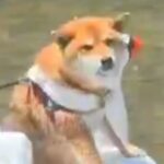 犬と川遊びに行った結果→『華麗に泳ぐ』かと思っていたら…予想外な『まさかの楽しみ方』に2万6000いいね「柴の川流れｗｗ」「CMみたい」(ブログ)