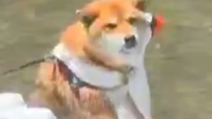 犬と川遊びに行った結果→『華麗に泳ぐ』かと思っていたら…予想外な『まさかの楽しみ方』に2万6000いいね「柴の川流れｗｗ」「CMみたい」(ブログ)
