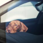 愛犬を危険に晒す『飼い主のNG行動』５つ　命に関わるトラブルを防ぐために注意すべきこととは(ブログ)