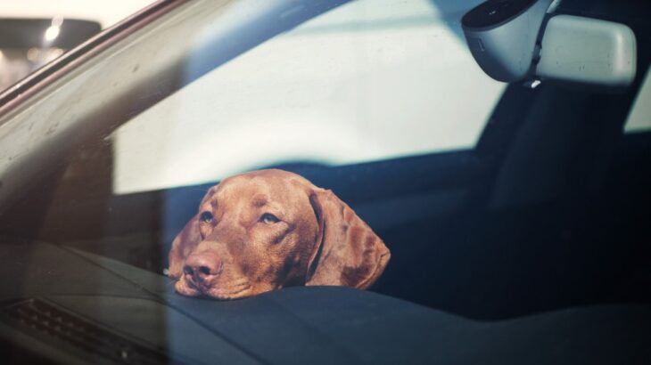 愛犬を危険に晒す『飼い主のNG行動』５つ　命に関わるトラブルを防ぐために注意すべきこととは(ブログ)