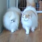 部屋に設置したカメラを覗いた結果→犬と猫が一緒に…種族を超えた『尊すぎる光景』に9万いいねの反響「天国みたい」「キュン死案件」と悶絶(ブログ)
