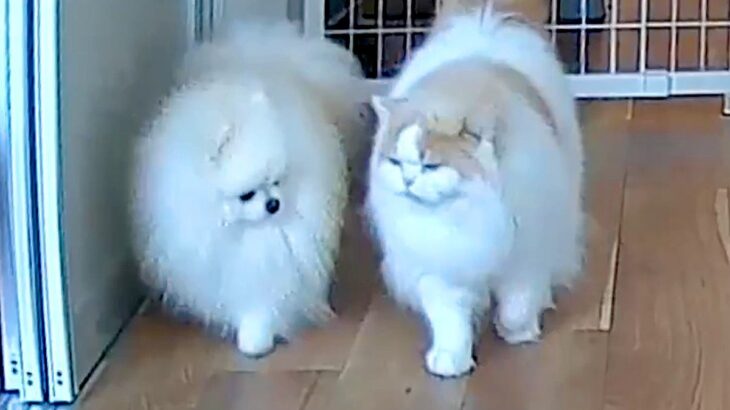 部屋に設置したカメラを覗いた結果→犬と猫が一緒に…種族を超えた『尊すぎる光景』に9万いいねの反響「天国みたい」「キュン死案件」と悶絶(ブログ)