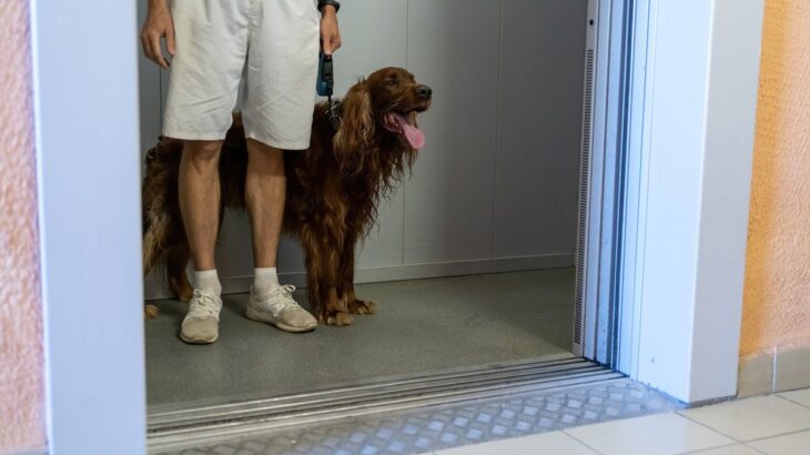 犬と『ペット可のマンション』で暮らすときに注意すべきこと５つ　守るべきマナーや注意点とは(ブログ)
