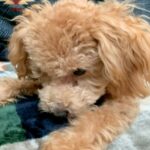 食事が少なく、毛がハゲてガリガリだった『生後６ヶ月の犬』を飼った結果…もはや別犬のような『ビフォーアフター』に反響「かわいすぎる」(ブログ)