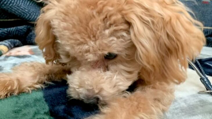 食事が少なく、毛がハゲてガリガリだった『生後６ヶ月の犬』を飼った結果…もはや別犬のような『ビフォーアフター』に反響「かわいすぎる」(ブログ)